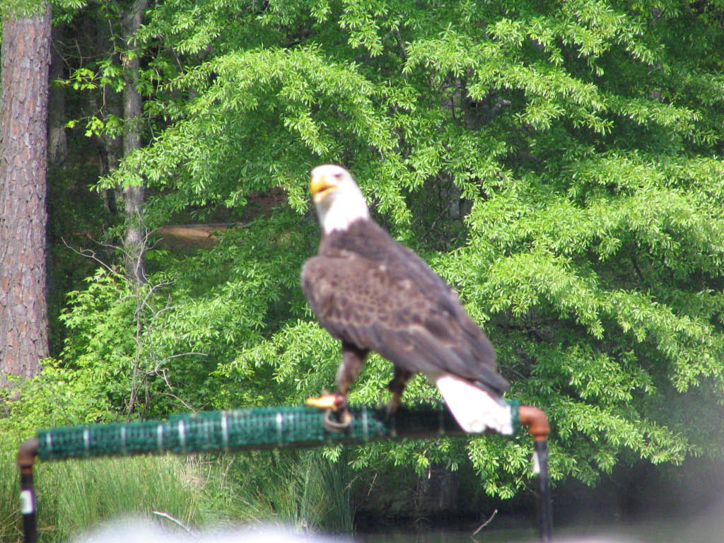 eagle.jpg